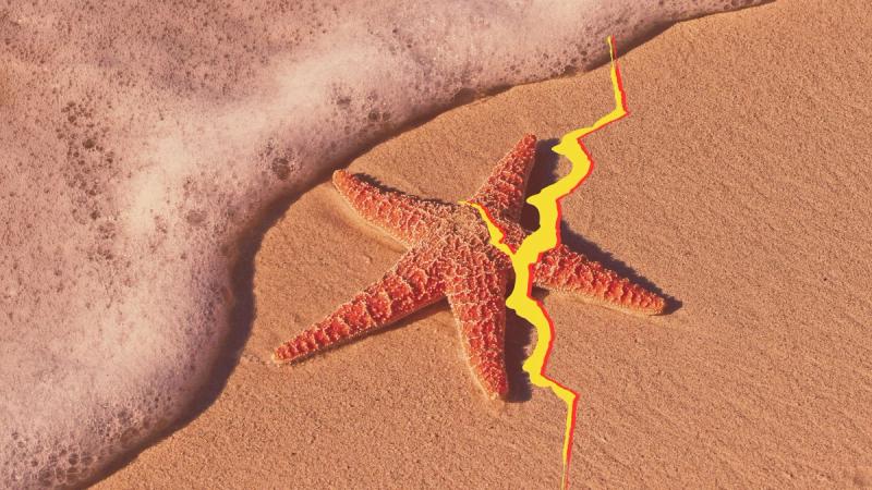 When a starfish loses a limb, it doesn't die